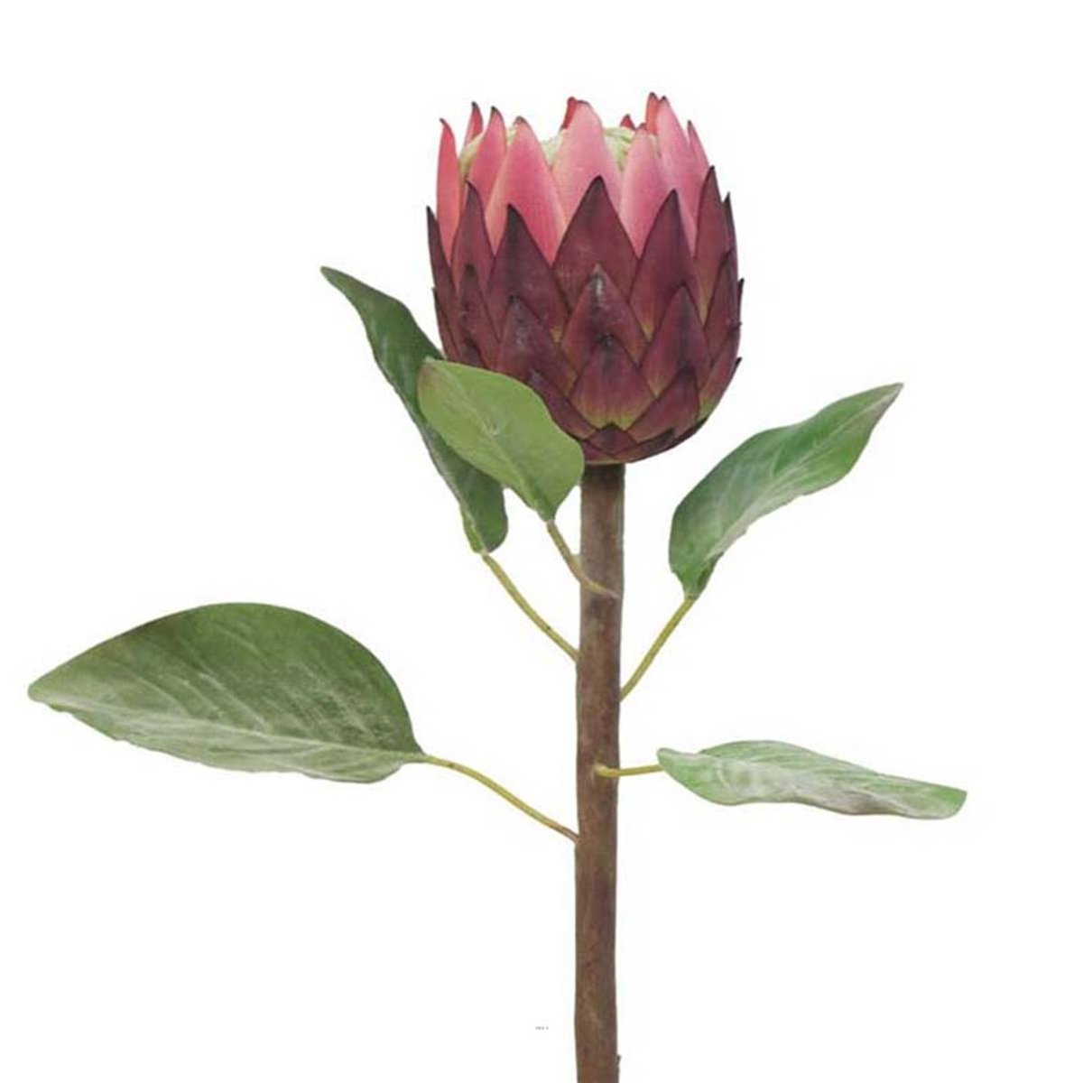 Protea, fleur des lacs, factice en tige, rose soutenu, ARTIFICIELLES
