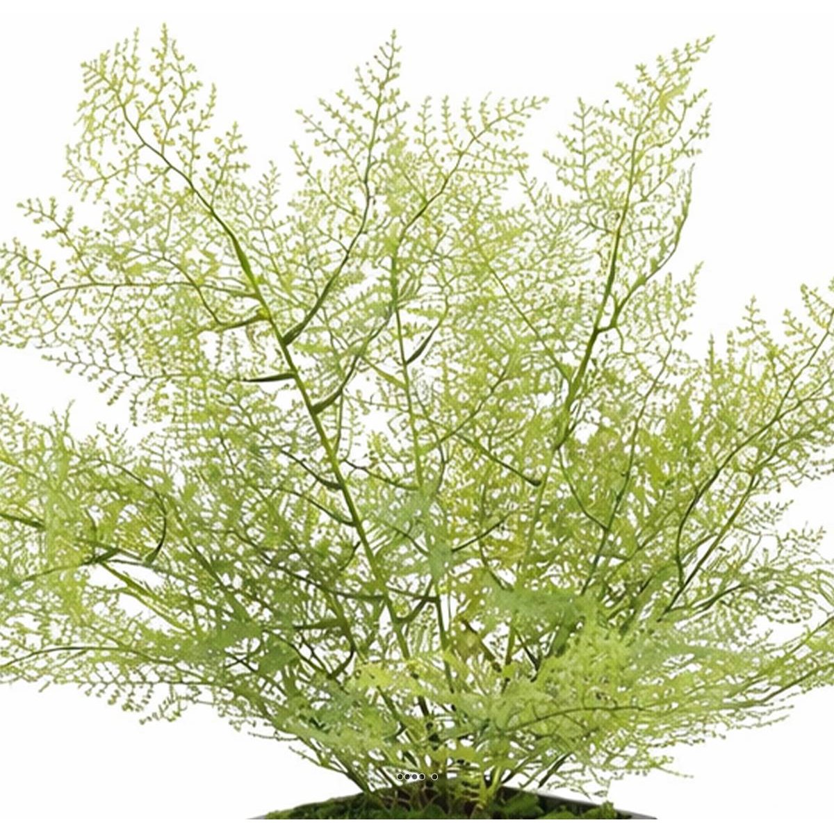Asparagus artificiel en piquet 50 cm v002239, ARTIFICIELLES
