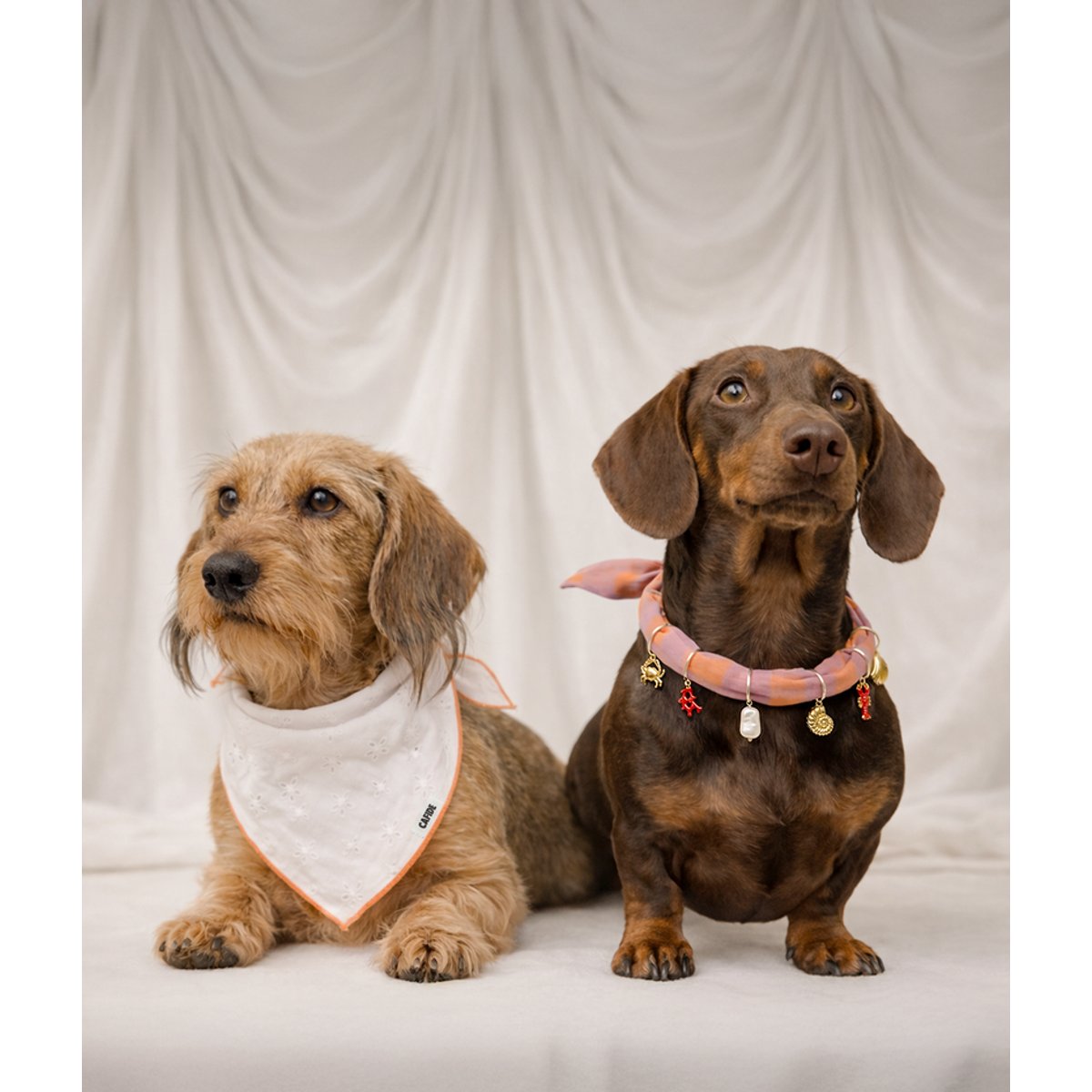 Bandana pour chien, NATA blanc, CAFIDE