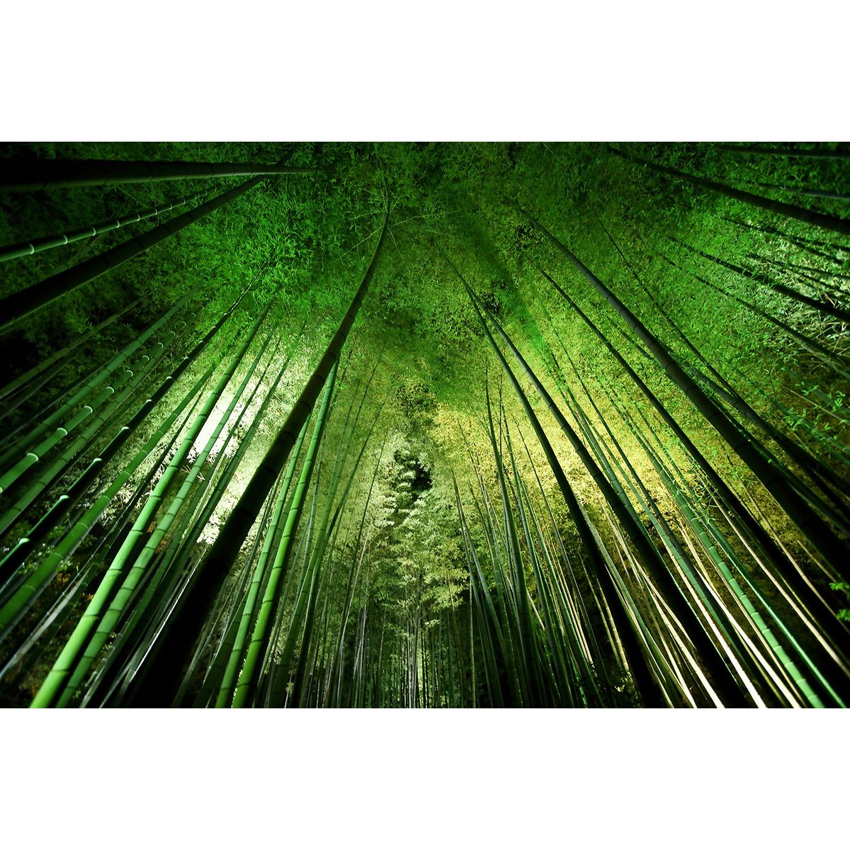 Tableau nature forêt de bambous à kyoto tableau alu dibond, HEXOA