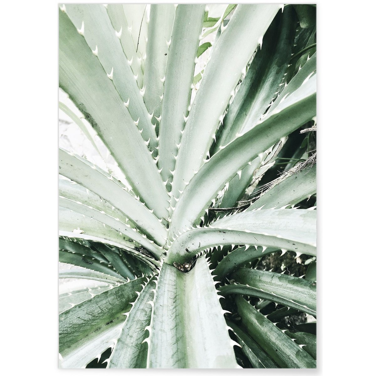 Poster Nature Verte n°4 blanc, L'AFFICHERIE
