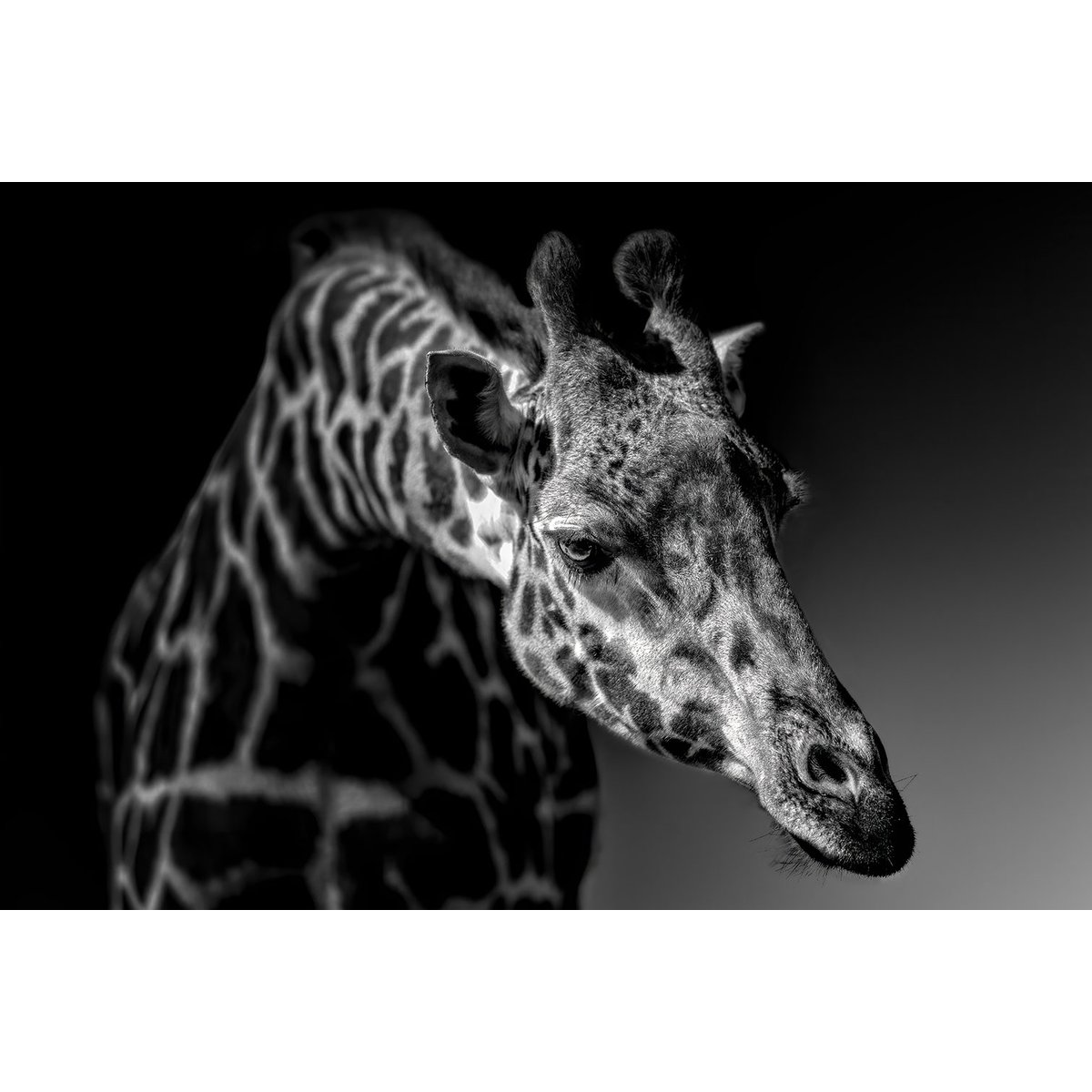 Tableau animaux girafe discrète tableau alu dibond, HEXOA