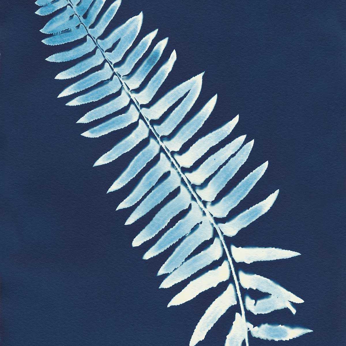 Tableau fleurs Fougère bleue tableau alu dibond, HEXOA