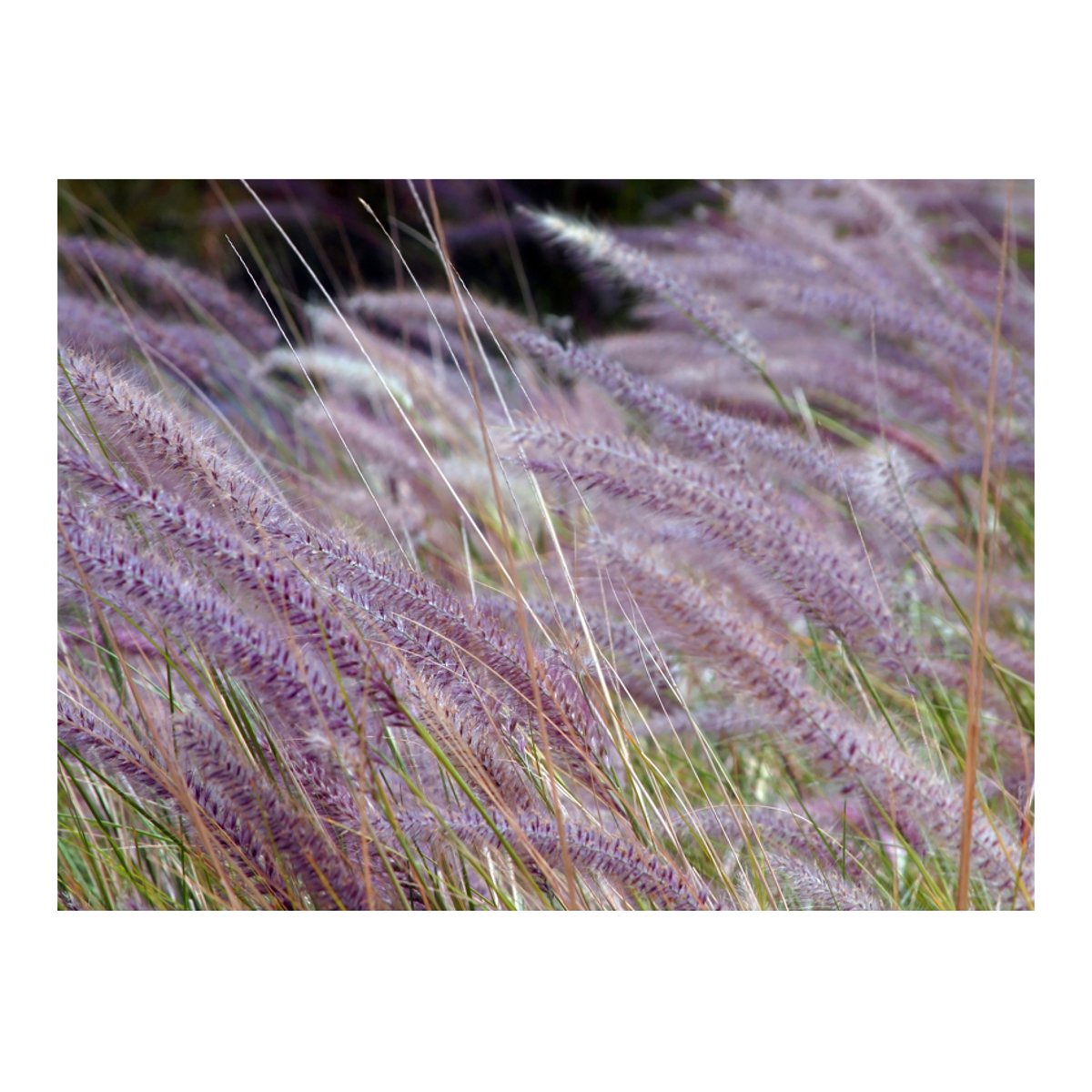 Papier peint intissé panoramique Fleurs Dans un champ d'herbes folles noir, EDEN