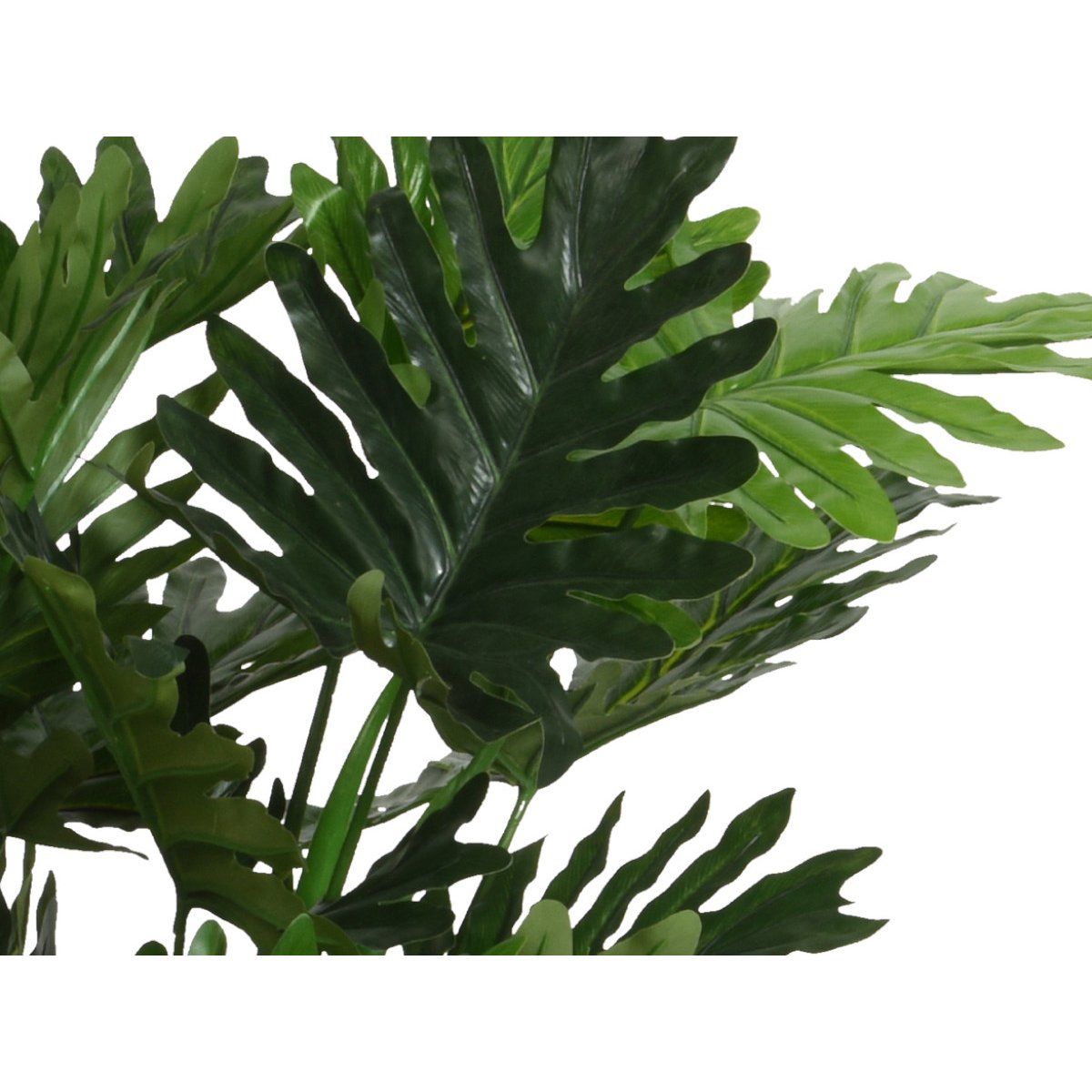 Philodendron en pot plastique vert, JARDIDECO