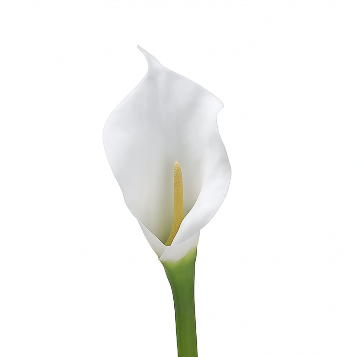 Tige d'arum artificielle H75 blanc, SIA