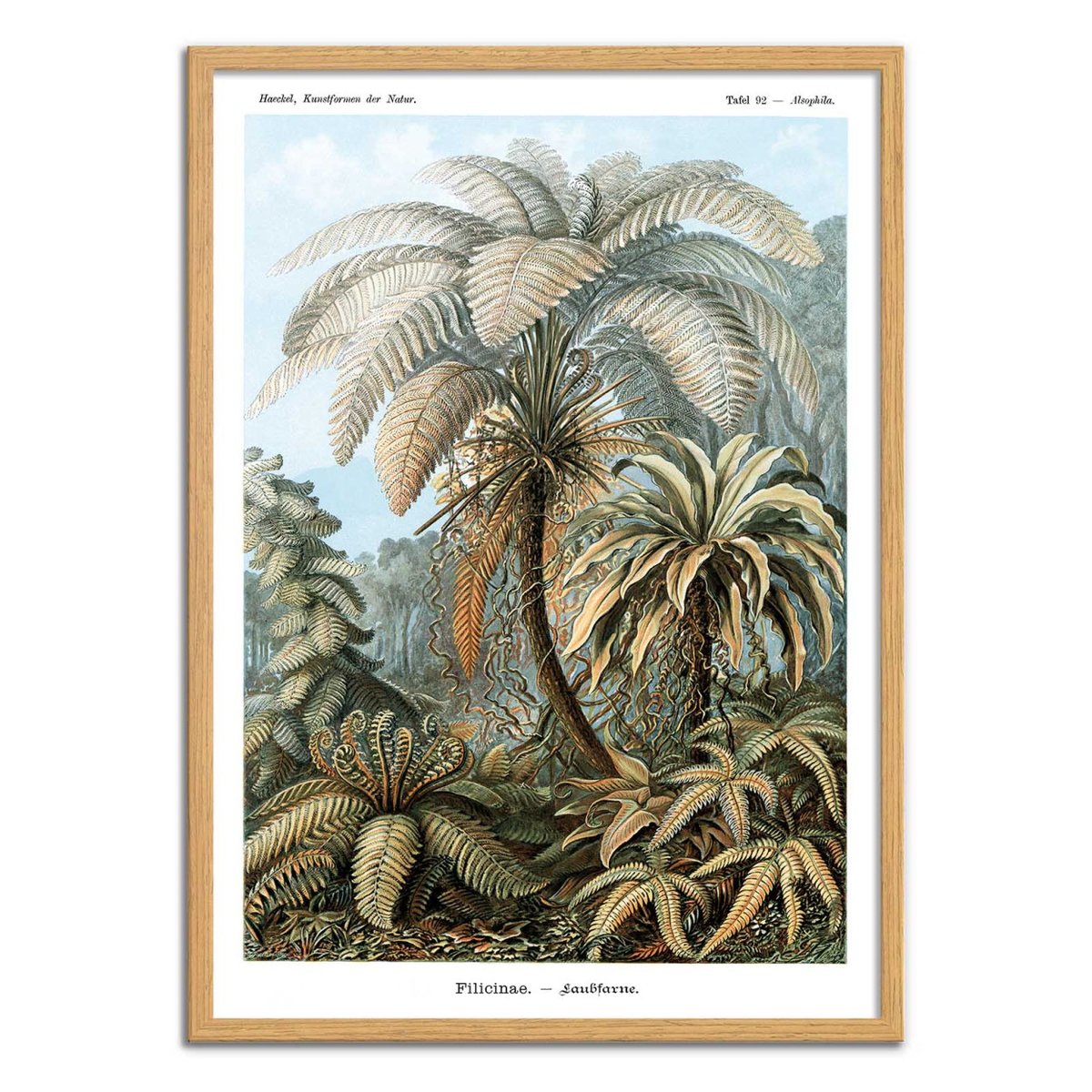 Affiche d'art - Filicinae, 1899 couleur unique, WALL EDITIONS