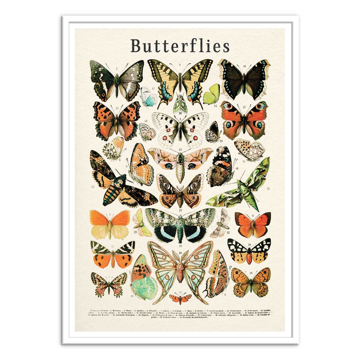 Affiche d'art - Butterflies collection - Gal Design affiche d'art, WALL EDITIONS