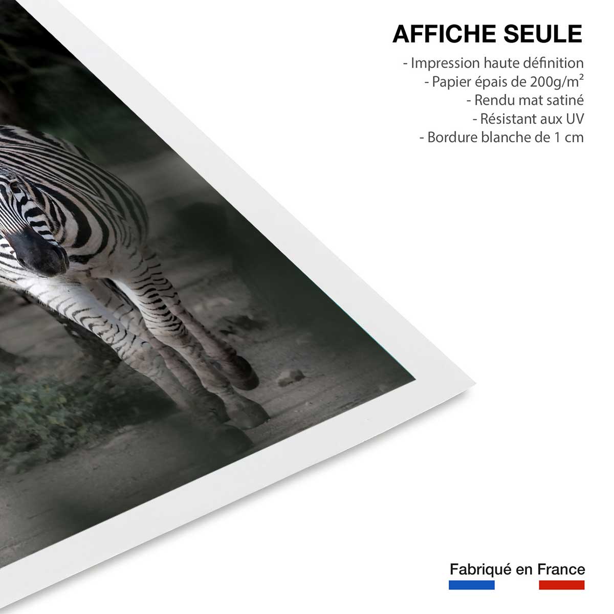 Affiche animaux zèbre en balade affiche seule, HEXOA
