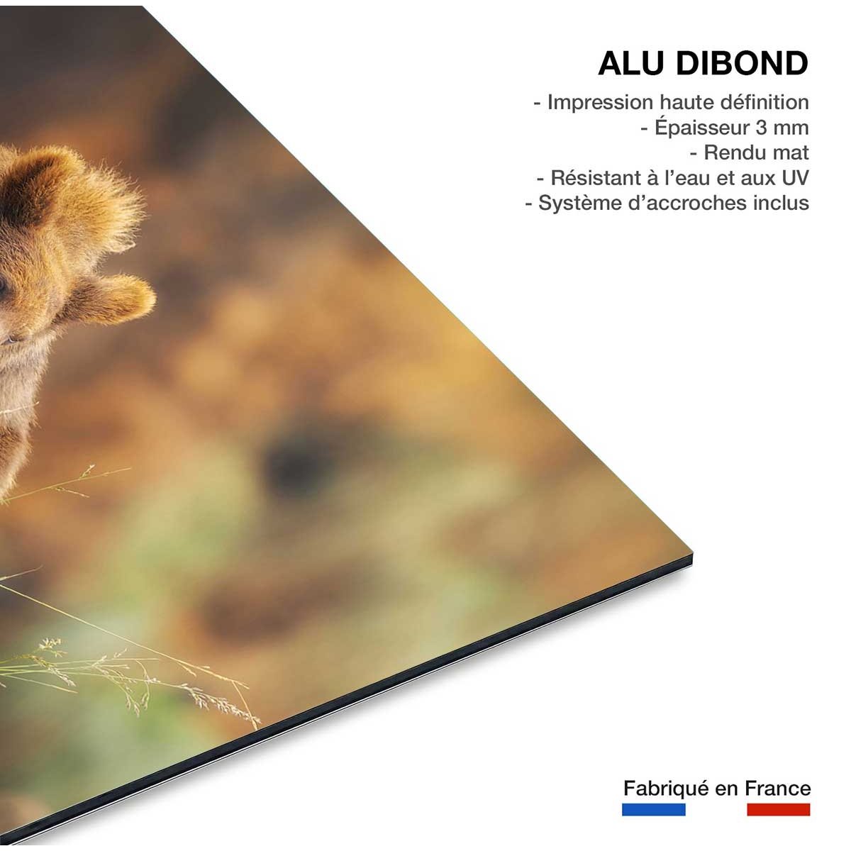 Tableau portrait d'ours tableau alu dibond, HEXOA