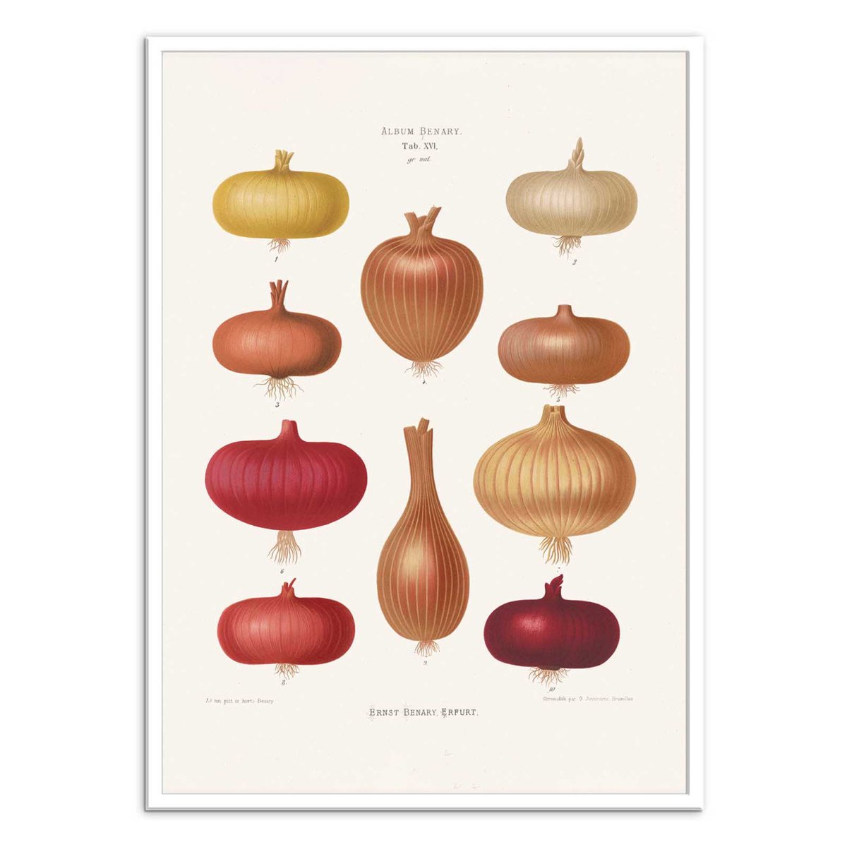 Affiche d'art - Onions 2 (1876) By Ernst Benary couleur unique, WALL EDITIONS