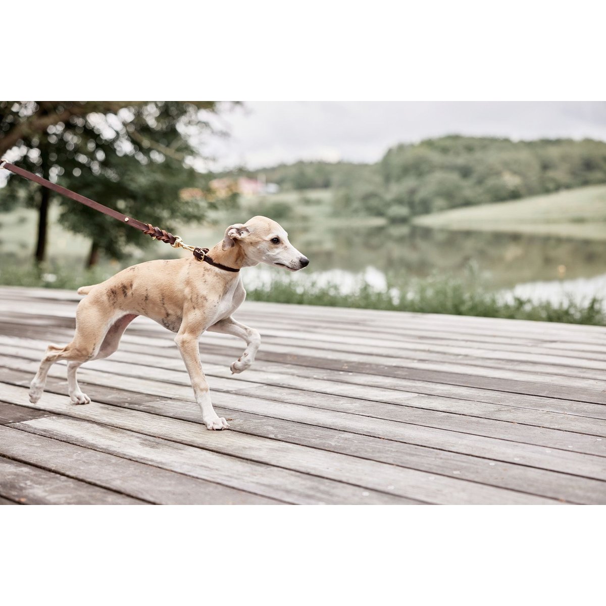 Collier en cuir pour chien LIVING marron foncé, OYOY LIVING DESIGN