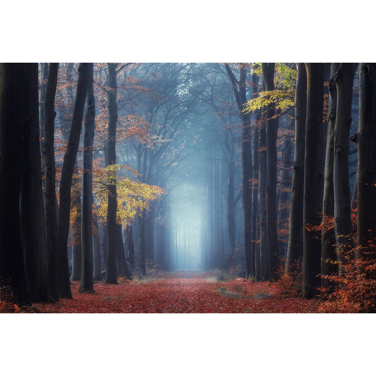 Tableau Lumière d'automne tableau alu dibond, HEXOA