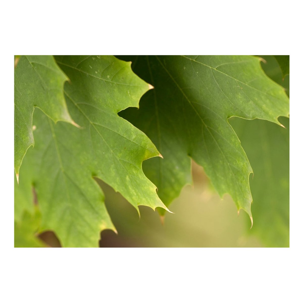 Papier peint intissé panoramique Paysage Feuilles multicouleur, EDEN