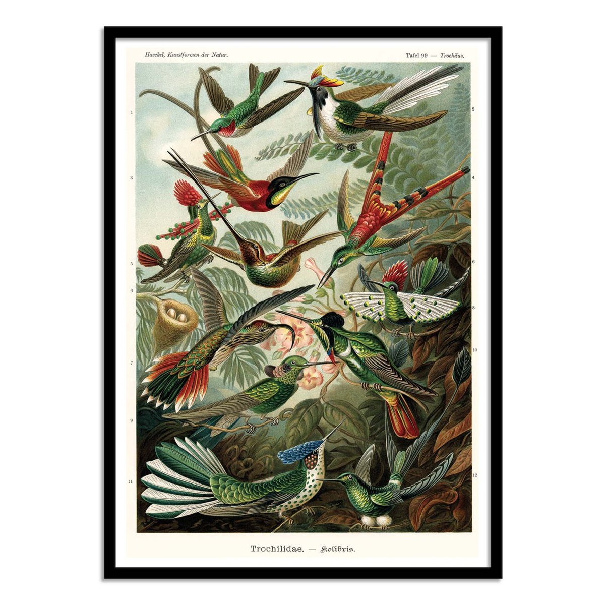 Affiche d'art - Trochilidae, 1899 couleur unique, WALL EDITIONS