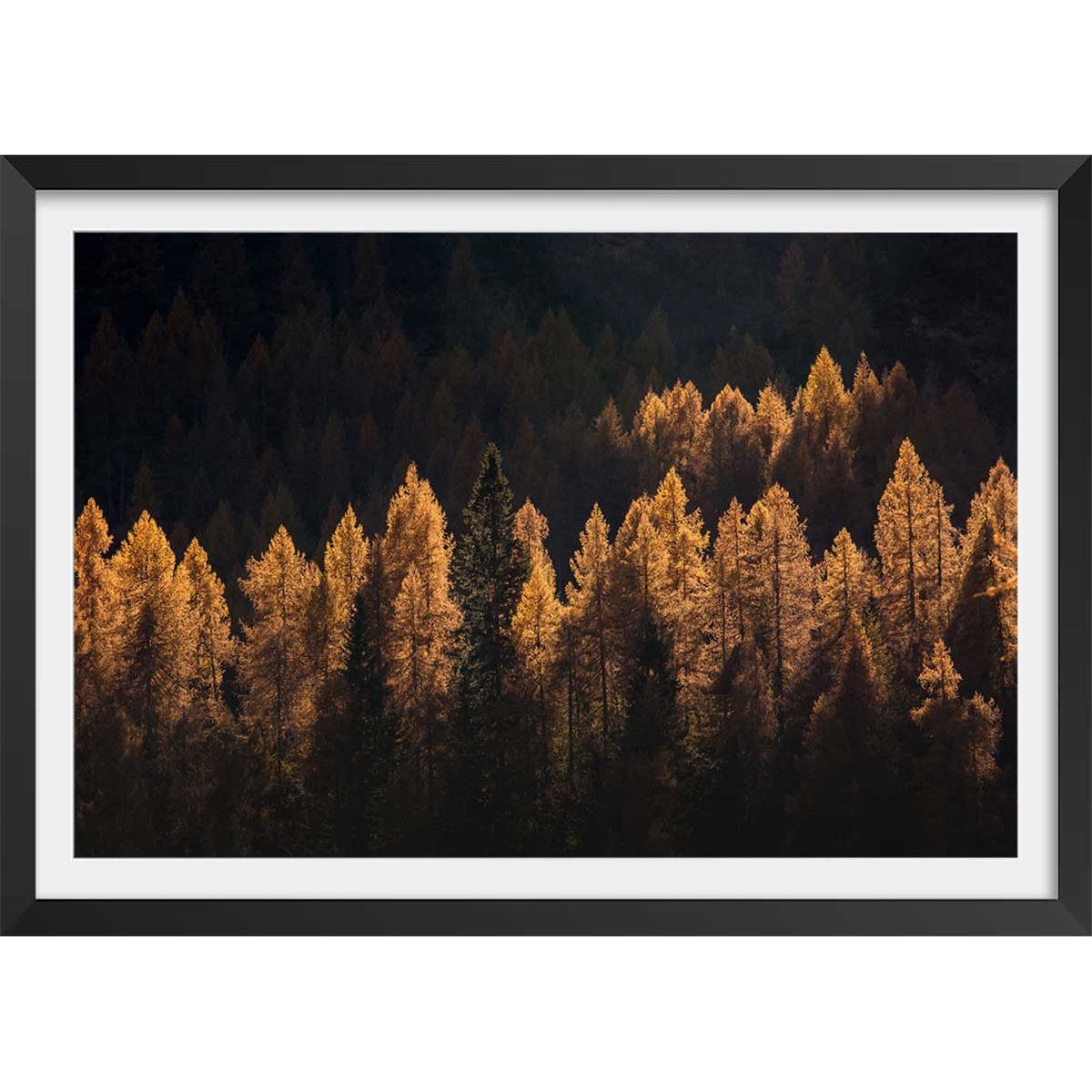 Affiche mélèzes d' automne affiche + cadre en bois - noir, HEXOA