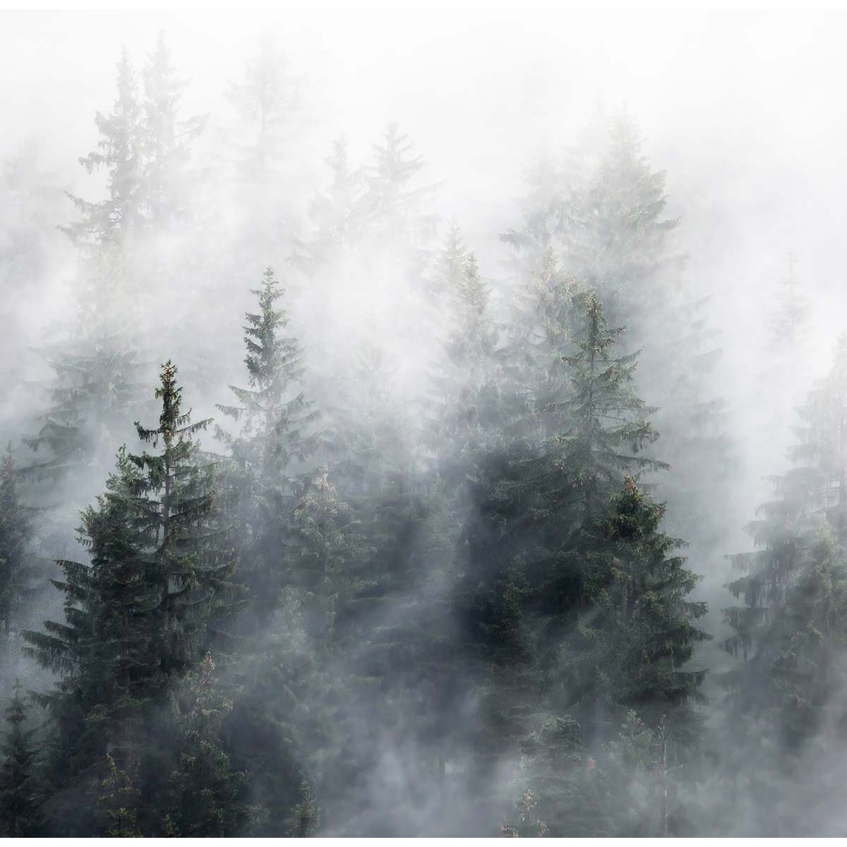 Papier peint bois sous la brume intissé, HEXOA