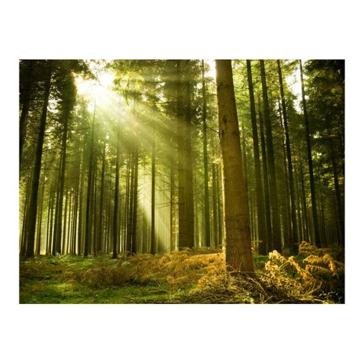 Papier peint intissé panoramique Paysage Forêt de pins multicouleur, EDEN
