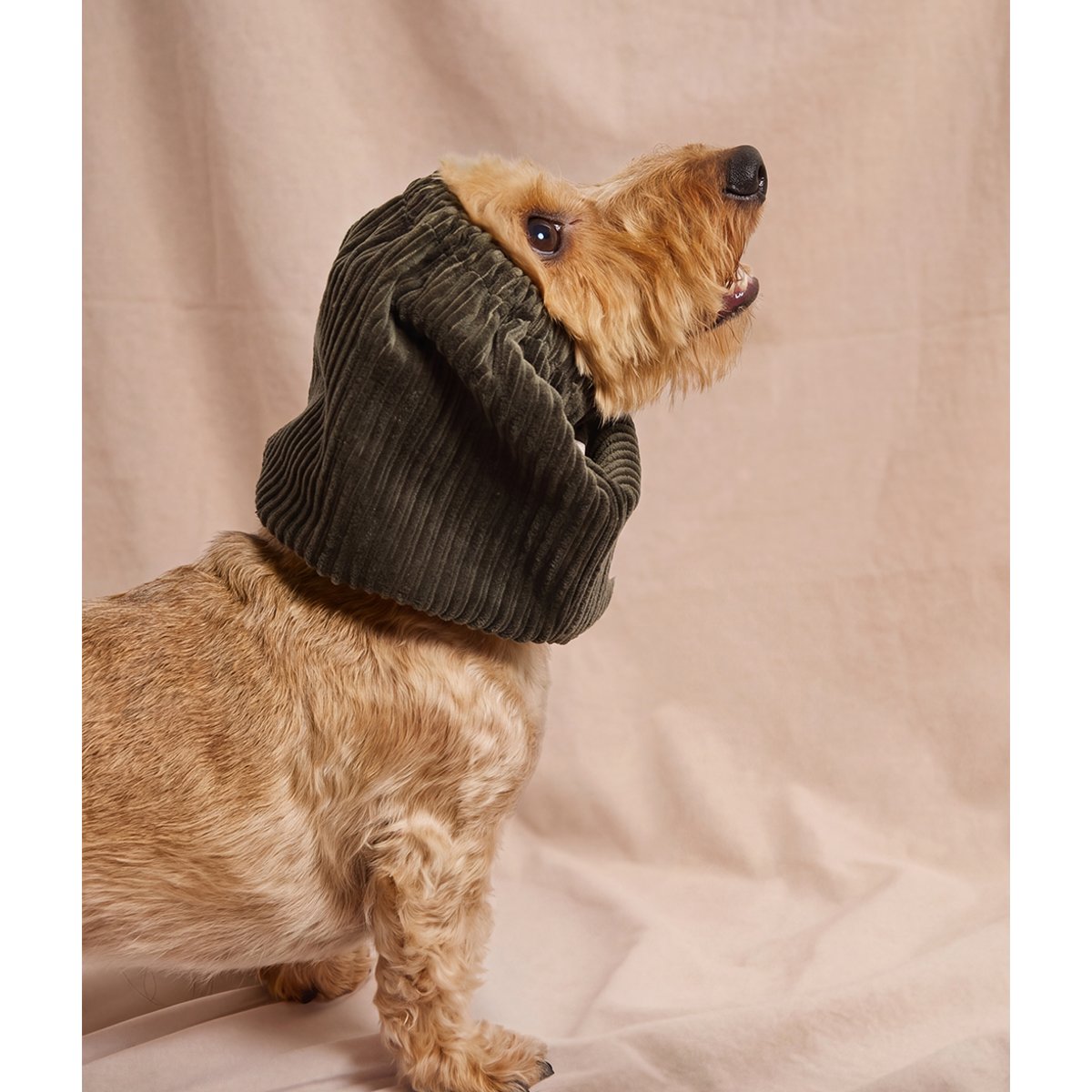 Snood en velours côtelé vert pour chien, Olga vert, CAFIDE