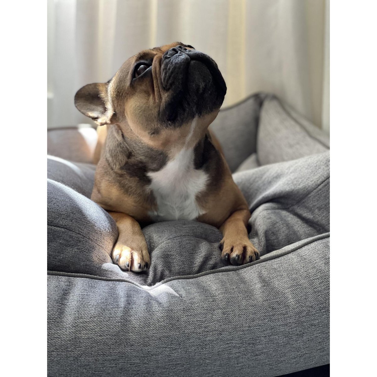 Panier design pour chiens UNO gris, LABONI