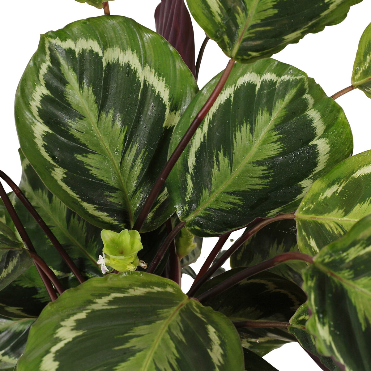 Planta Calathea Medallion, BIOMA verde, BIOMA PLANTS