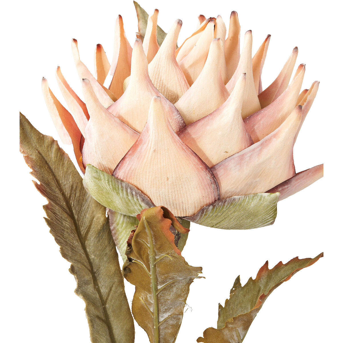 Set of 6 74cm Apricot Lotus Stems apricot, ÉDITÉ