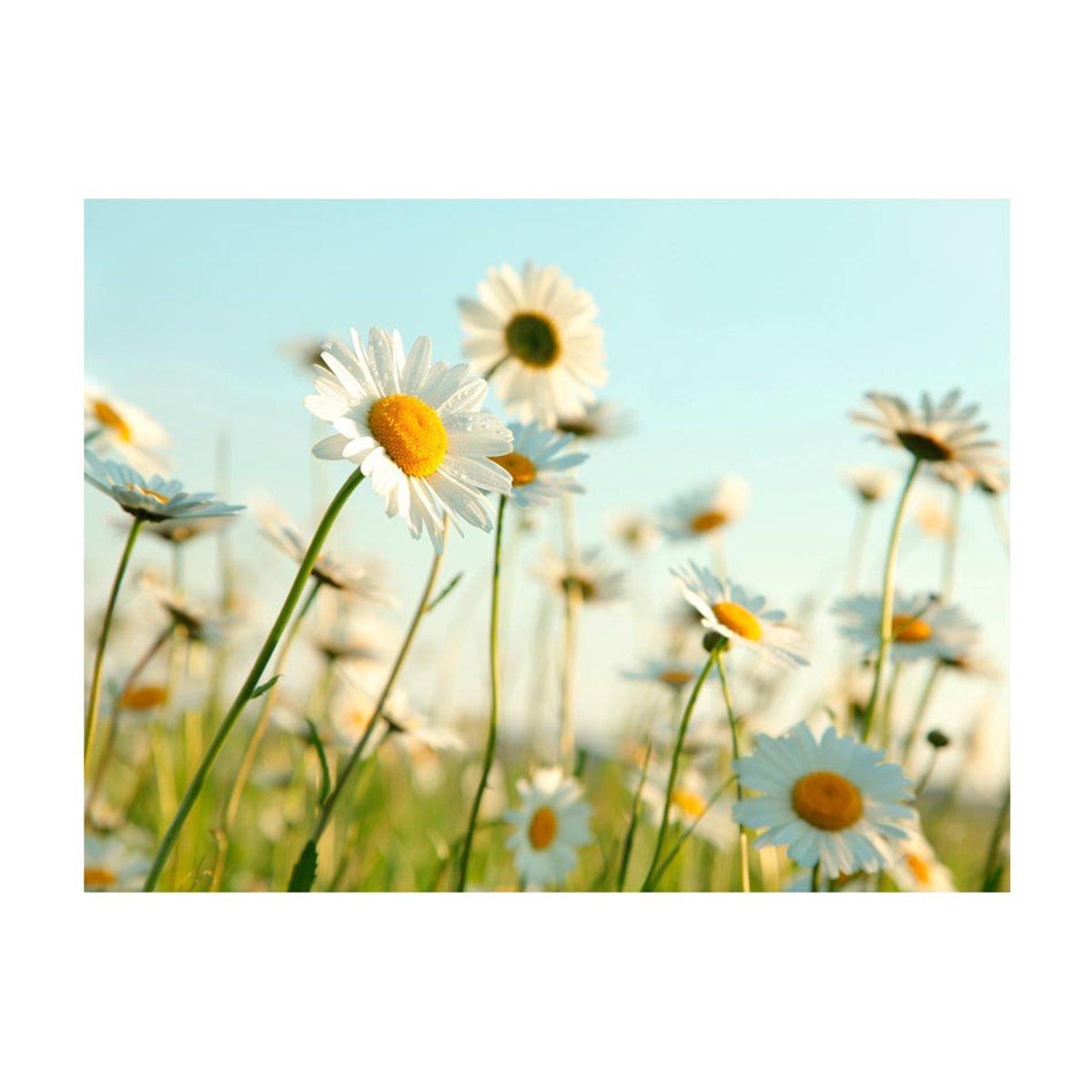 Papier peint intissé panoramique Fleurs Marguerites - prairie de printemps blanc, EDEN
