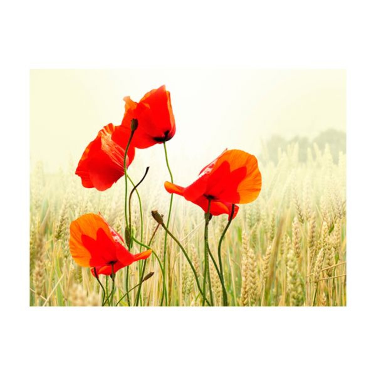 Papier peint intissé panoramique Fleurs Inspiré par la beauté du coquelicot vert, EDEN