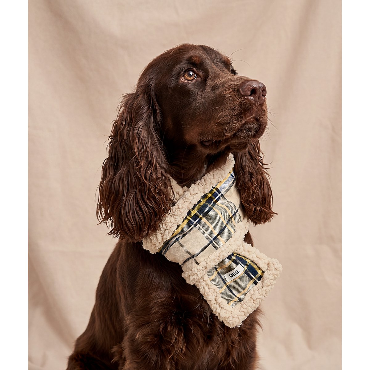 Écharpe tartan beige pour chien, Mica beige, CAFIDE