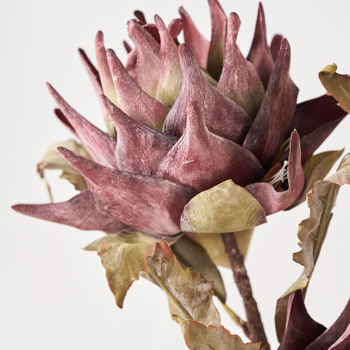 Set of 6 74cm Mulberry Lotus Stems brown              , ÉDITÉ