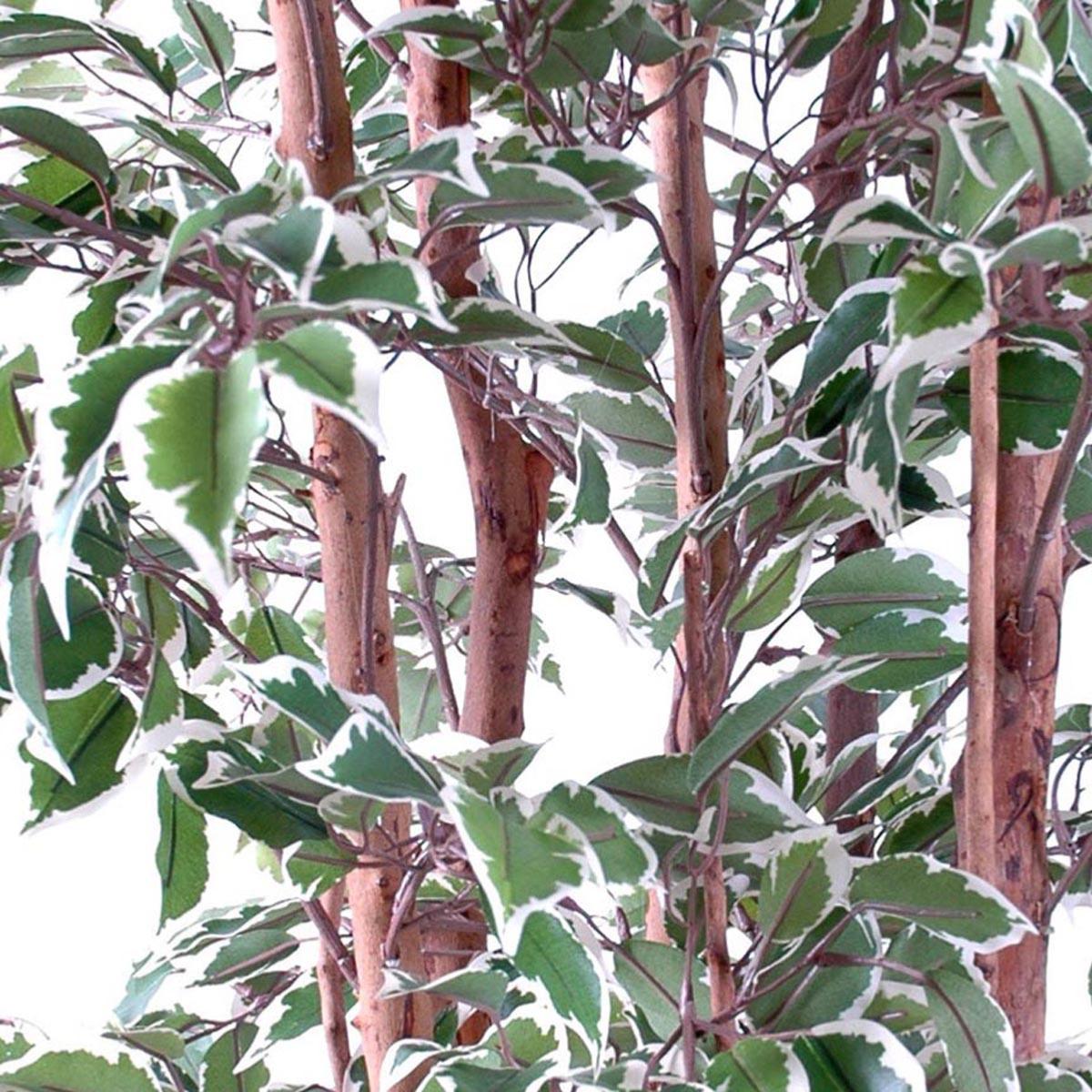 Ficus Natasja Artificiel multitroncs bois blanc-vert, ARTIFICIELLES
