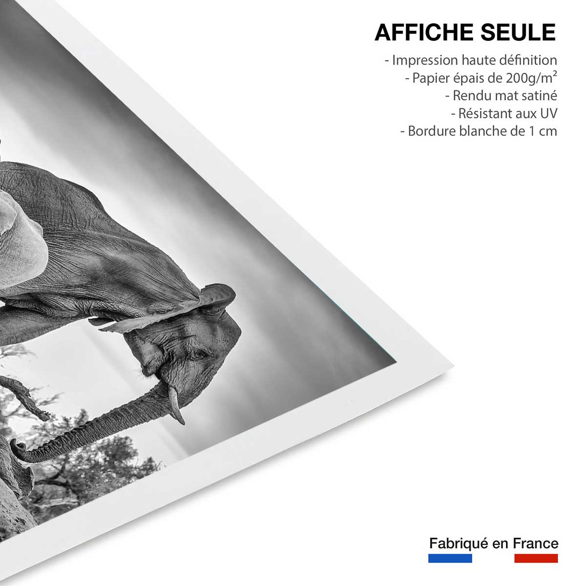 Affiche animaux bataille d'eau affiche seule, HEXOA