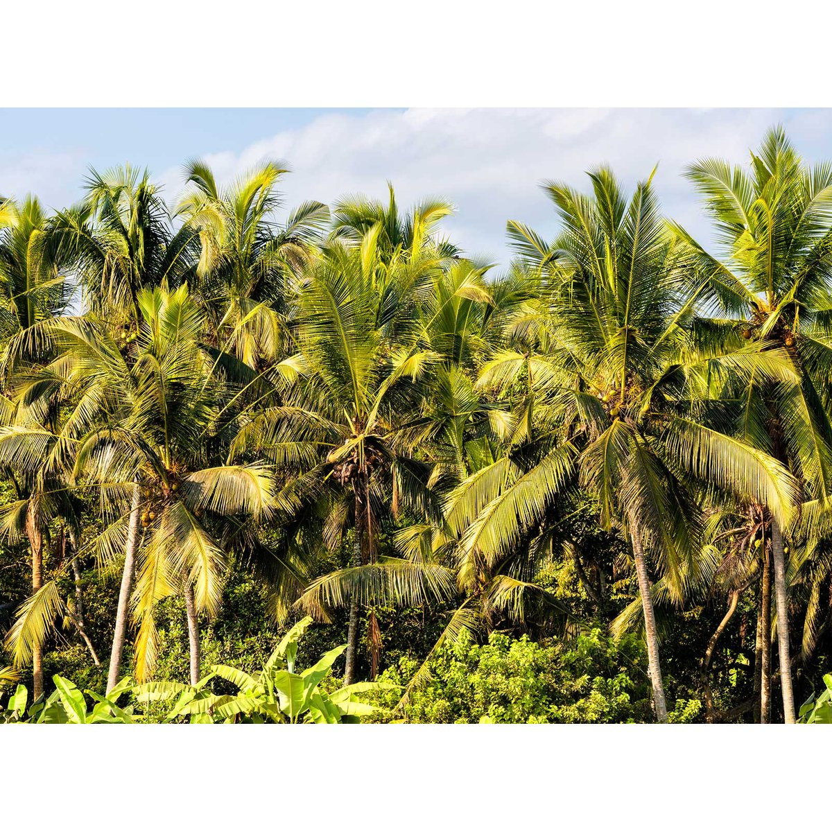 Papier peint panoramique exotique cocos plant intissé, HEXOA
