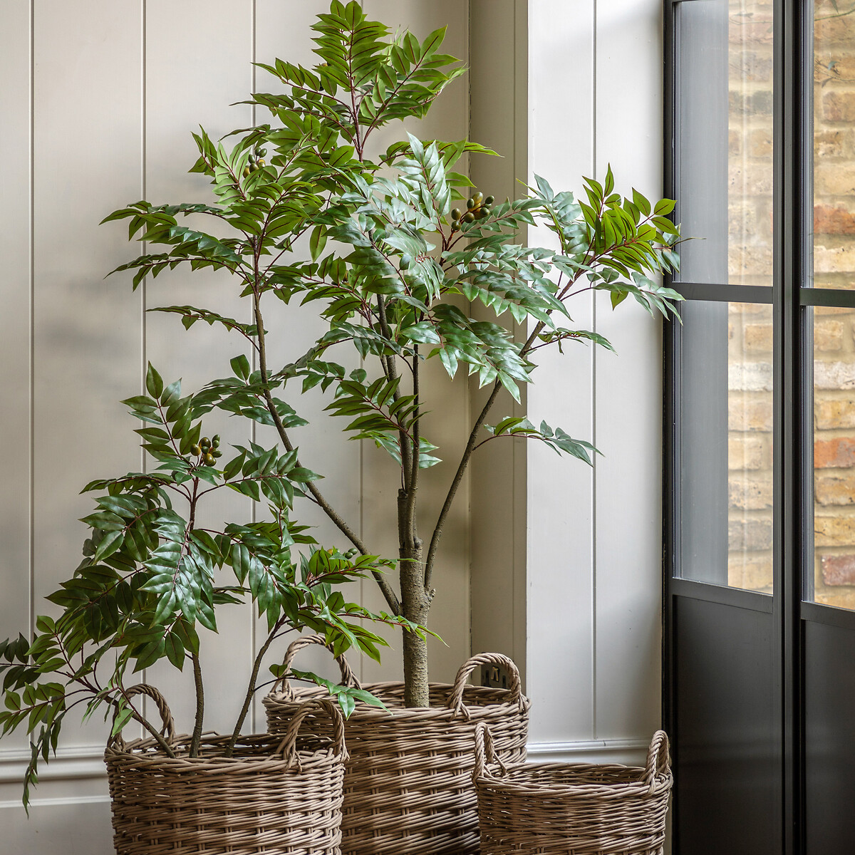 5ft Potted Chinese White Olive Tree green, ÉDITÉ