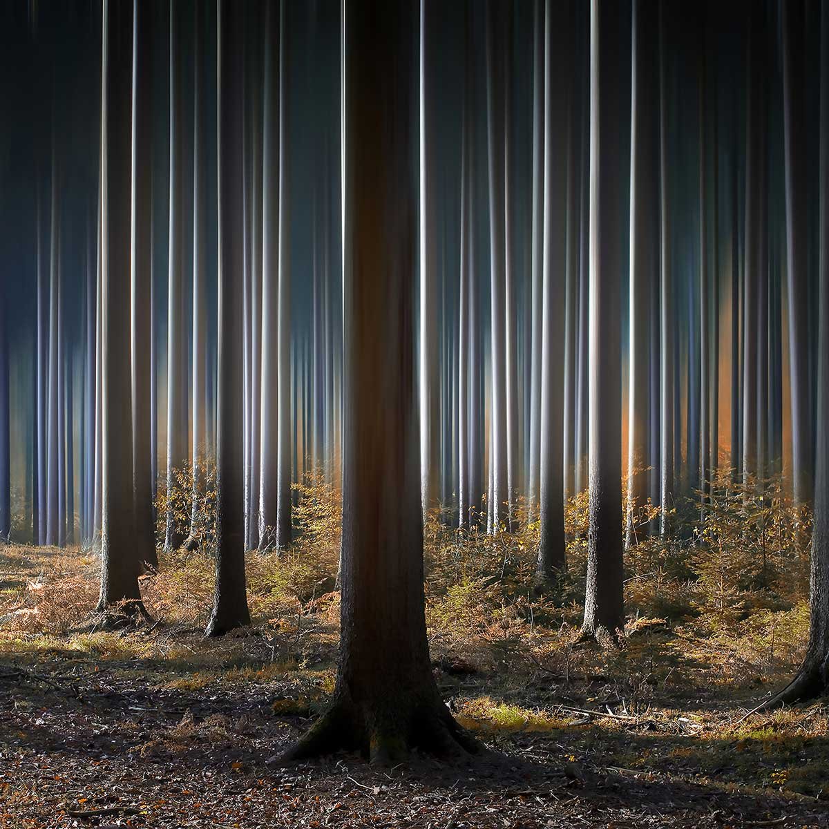 Affiche paysage forêt fantastique affiche + cadre en bois - noir, HEXOA