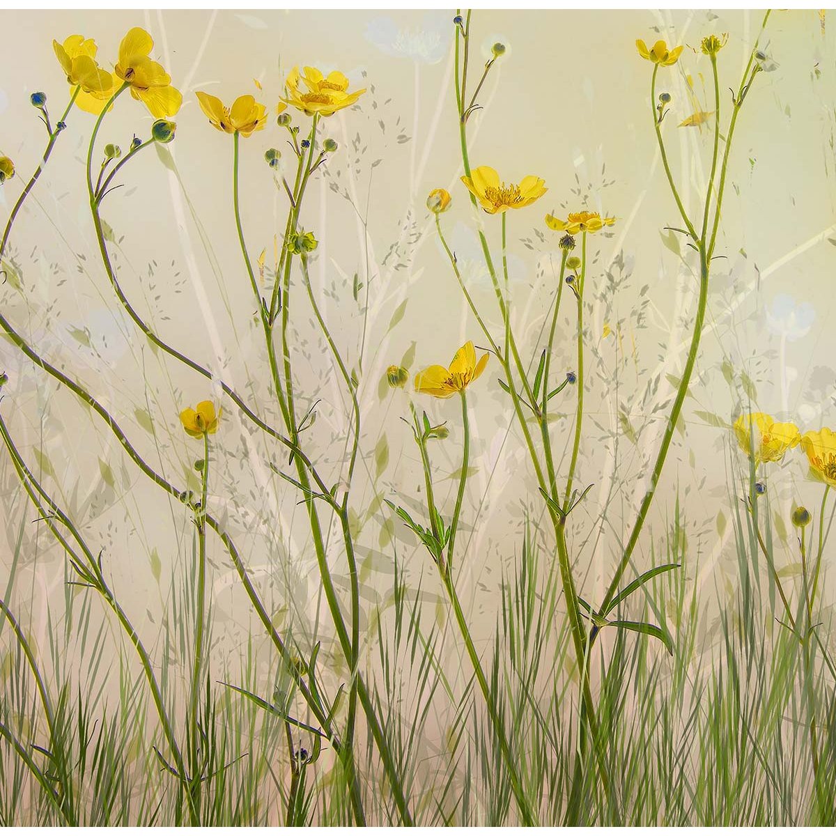 Papier peint fleurs jaunes intissé, HEXOA