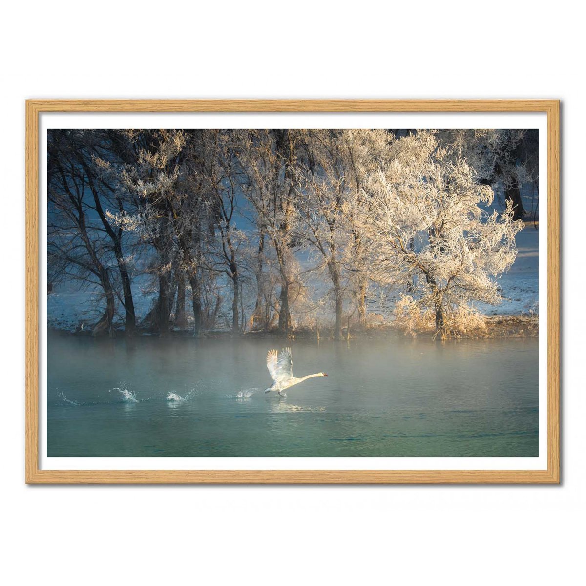 Affiche d'art - Spirit of a swan - C.Mei affiche d'art, WALL EDITIONS