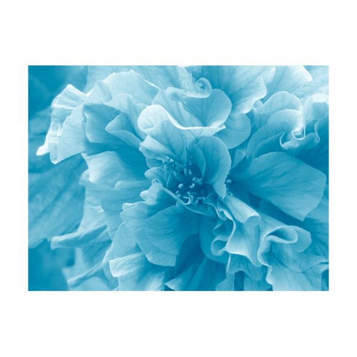 Papier peint intissé panoramique Fleurs Blue azalea blanc, EDEN
