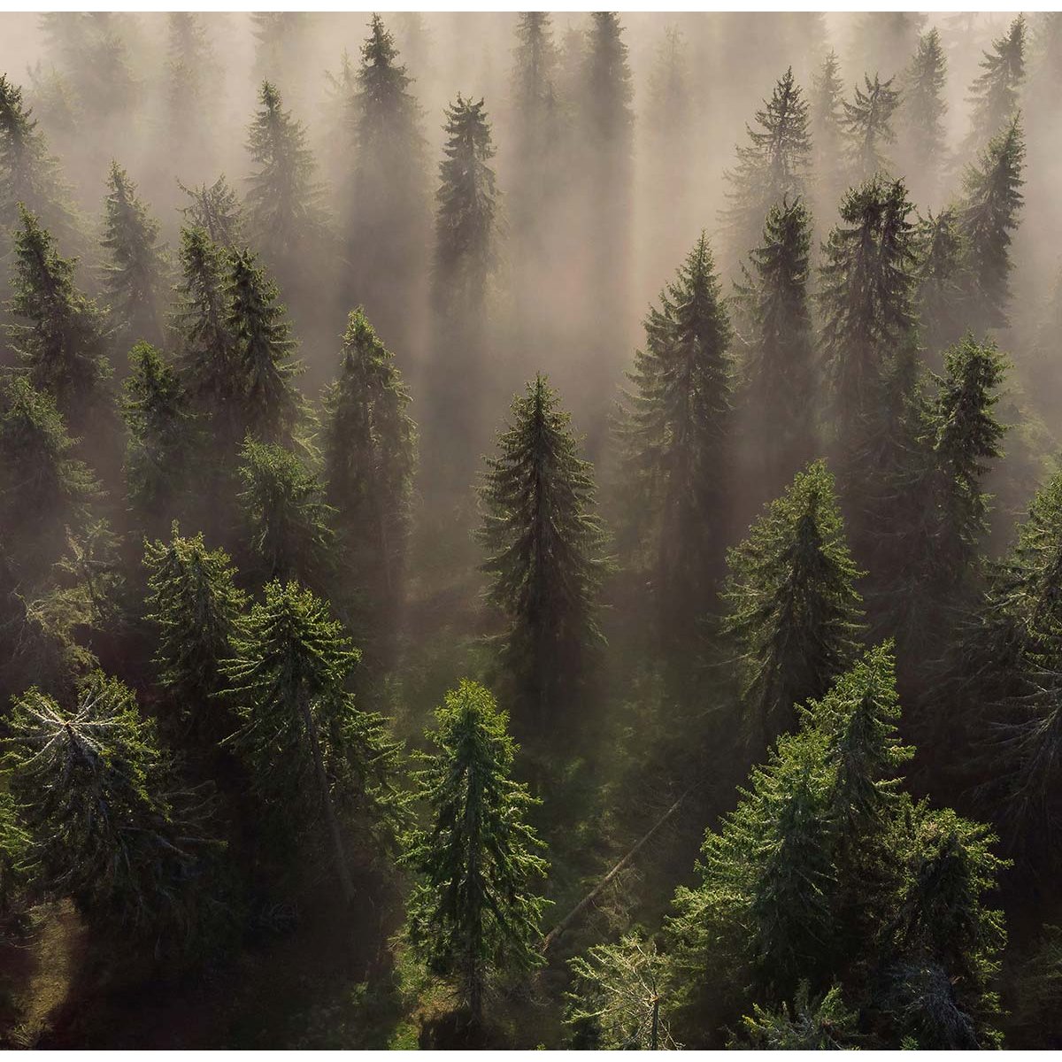 Papier peint l'armée des sapins intissé, HEXOA