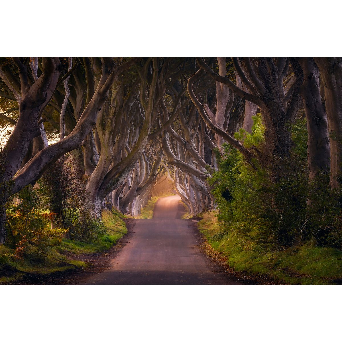 Tableau nature arbres enchanteurs tableau alu dibond, HEXOA