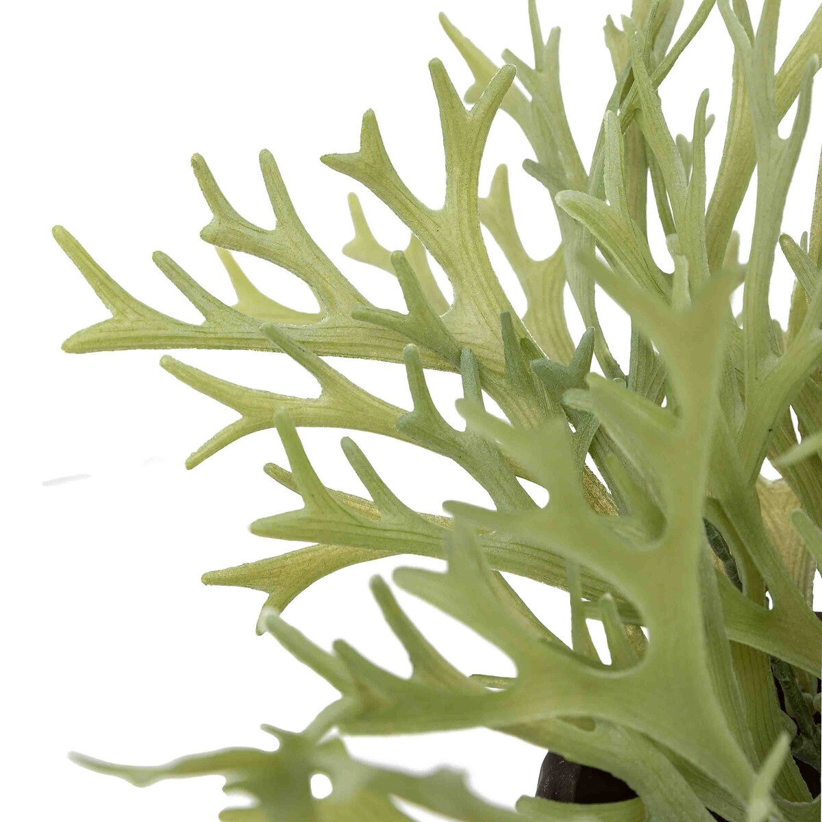 28cm Faux Playycerium in Ceramic Pot green, ÉDITÉ