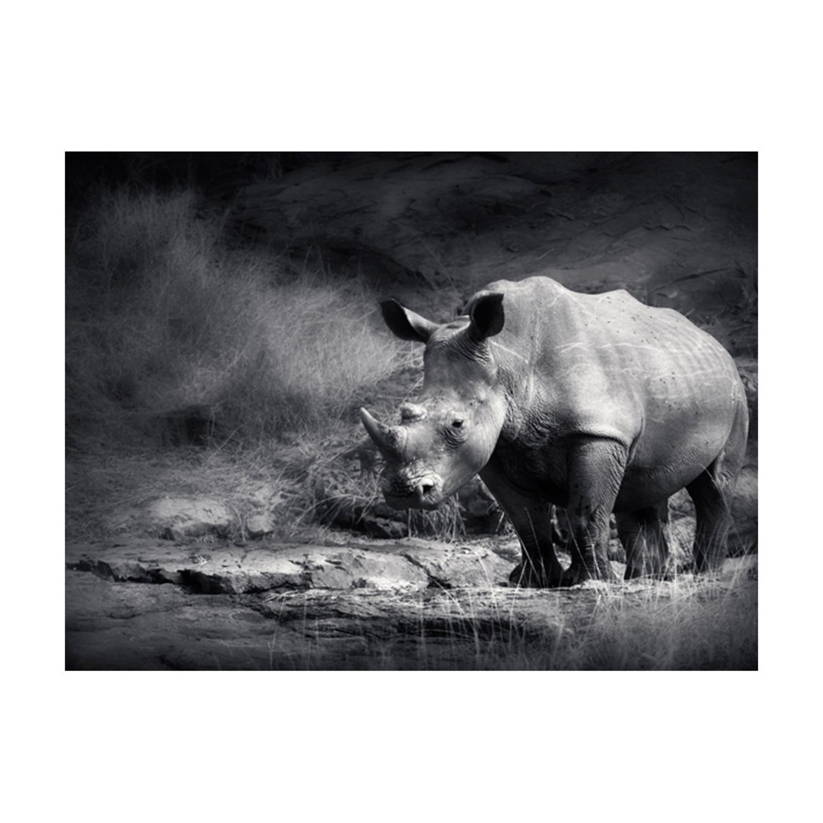 Papier peint intissé panoramique Animaux Rhinocéros perdu dans la rêverie noir, EDEN