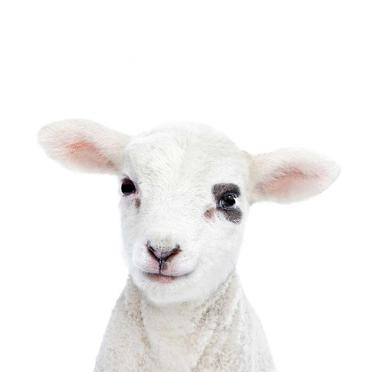 Affiche enfant bébé agneau affiche seule, HEXOA