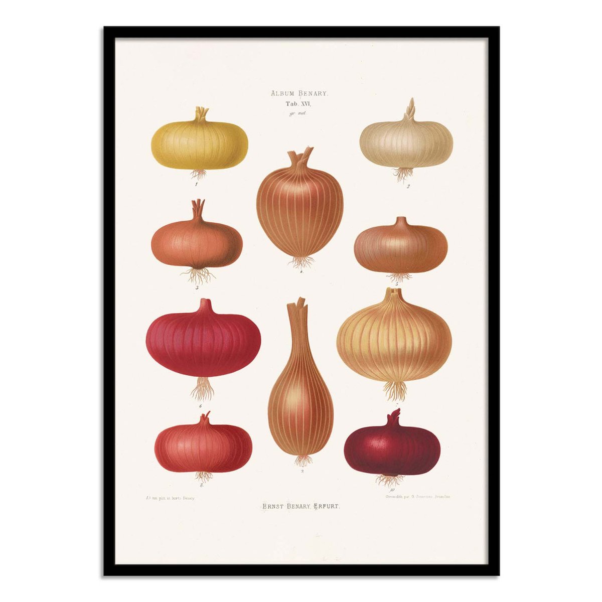 Affiche d'art - Onions 2 (1876) By Ernst Benary couleur unique, WALL EDITIONS