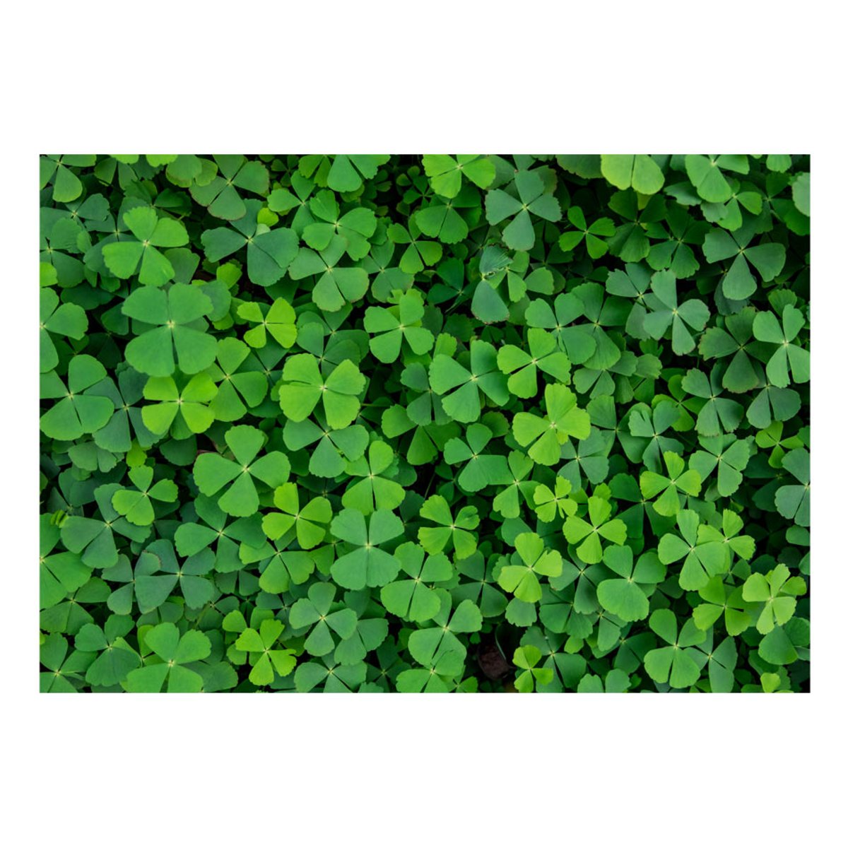 Papier peint intissé panoramique Fleurs Green Clover vert, EDEN