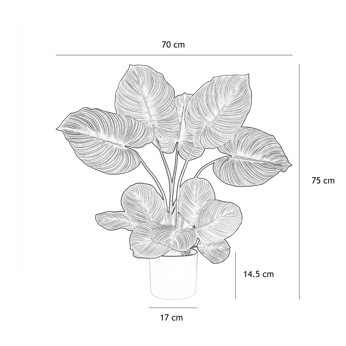 Plante verte calathea artificiel 75cm vert, LIGNE DECO