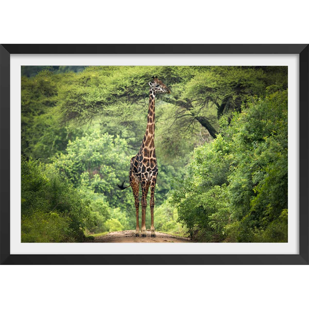 Affiche Girafe inattendue affiche + cadre en bois - noir, HEXOA