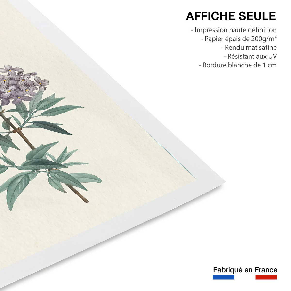 Affiche fleurs de Lilas vintage affiche seule, HEXOA