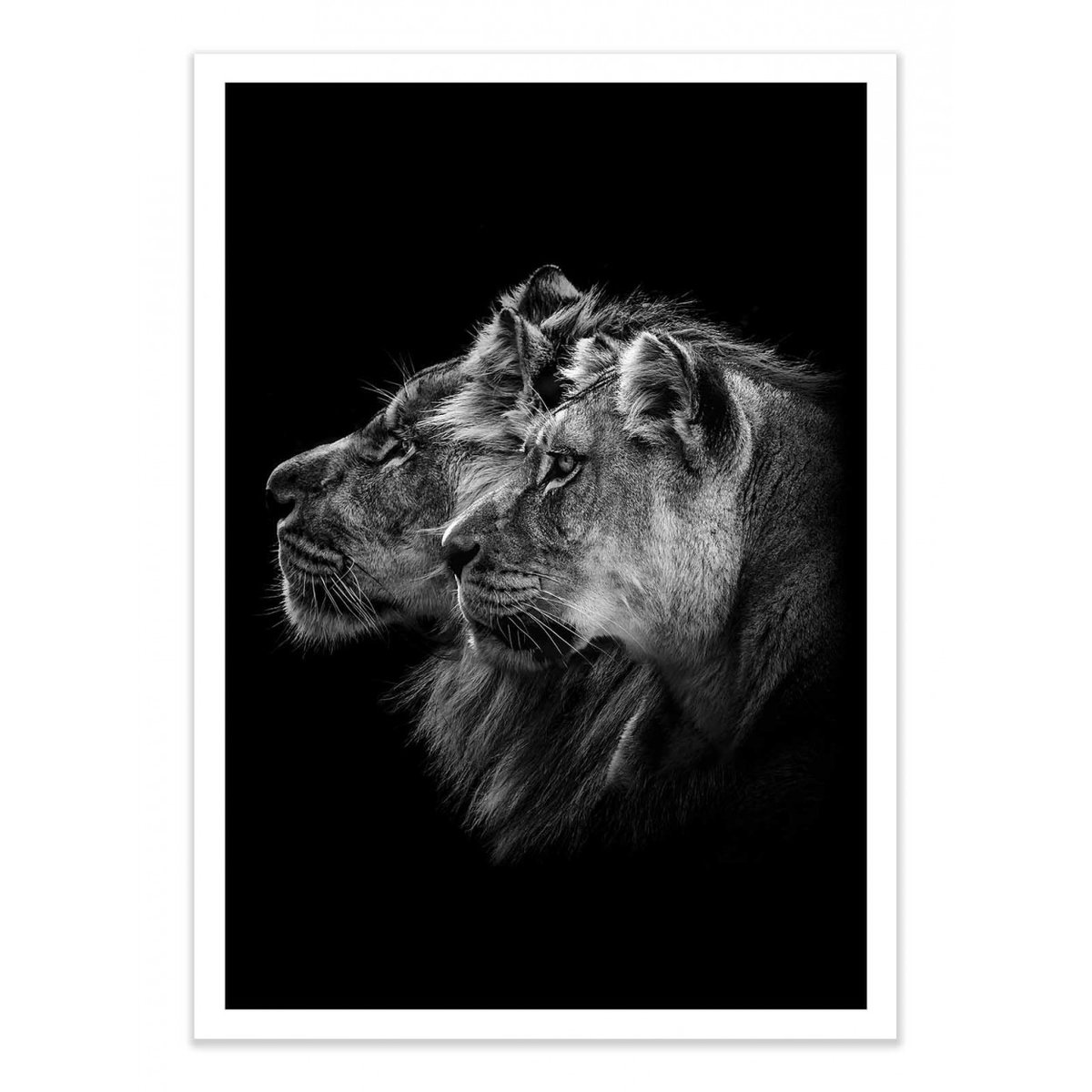 Affiche d'art - Lion and  lioness portrait - Laurent Lothare Dambreville affiche d'art, WALL EDITIONS