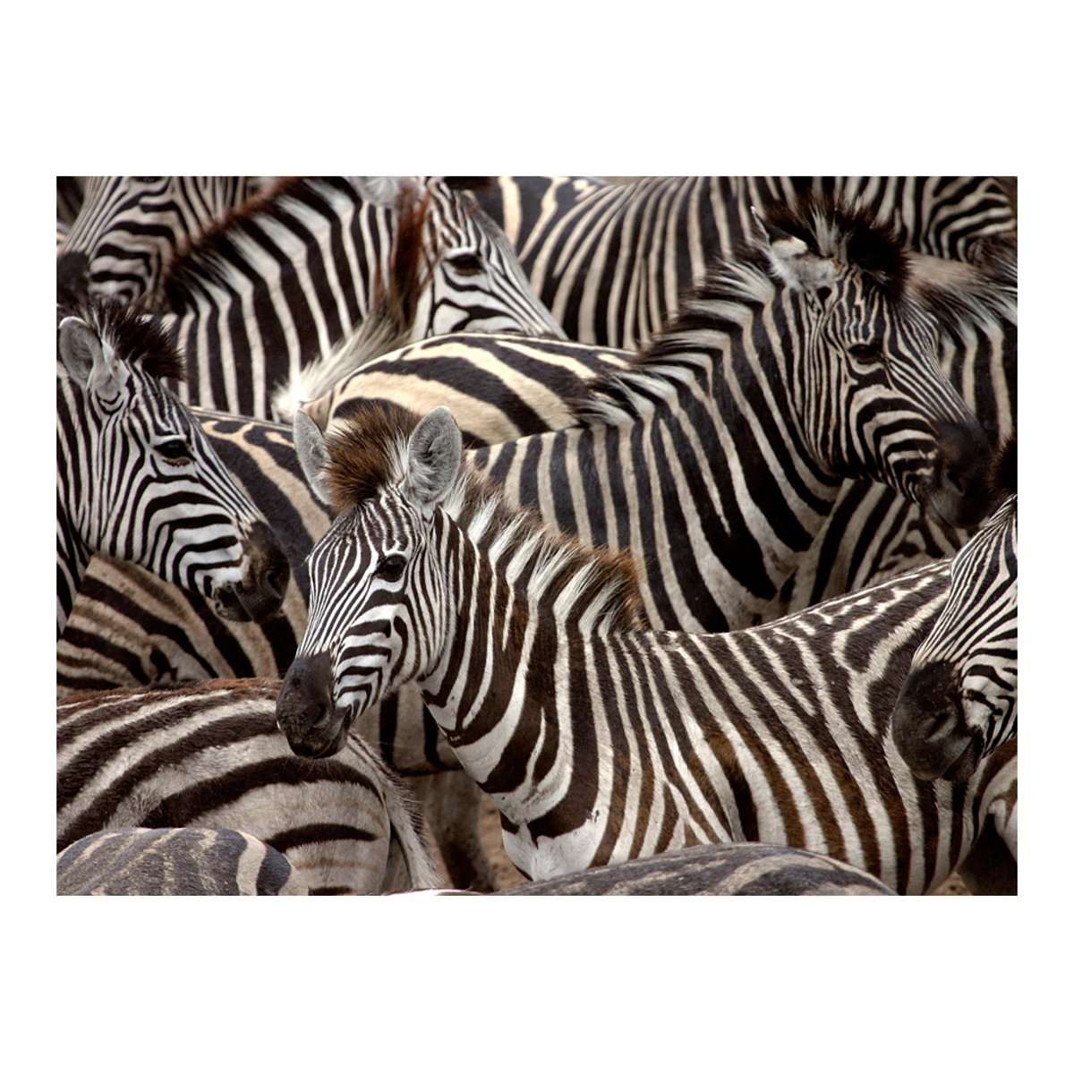 Papier peint intissé panoramique Animaux Troupeau de zèbres gris / argent, EDEN